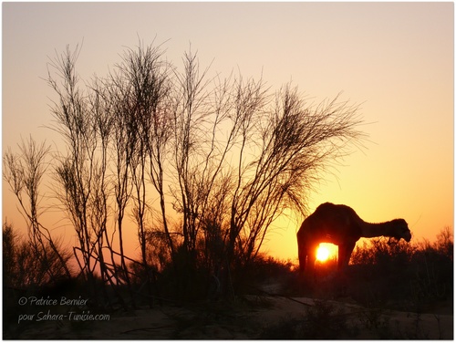 Dans le désert, le silence est omniprésent....