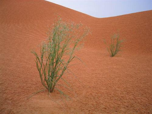 Sables rouges, après une pluie...